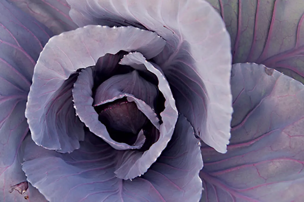 Purple cabbage plant