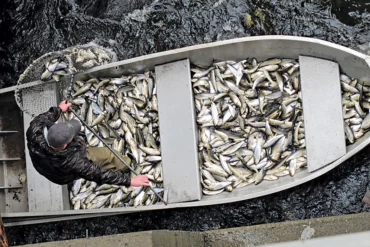 Boat full of fish