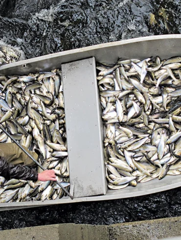 Boat full of fish
