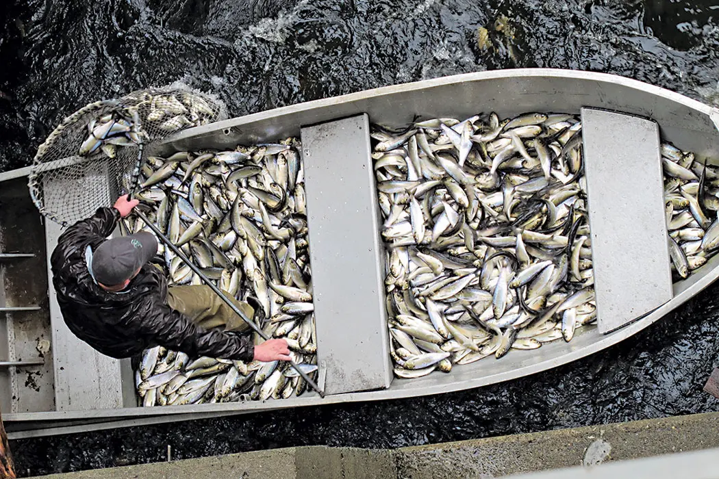 Boat full of fish