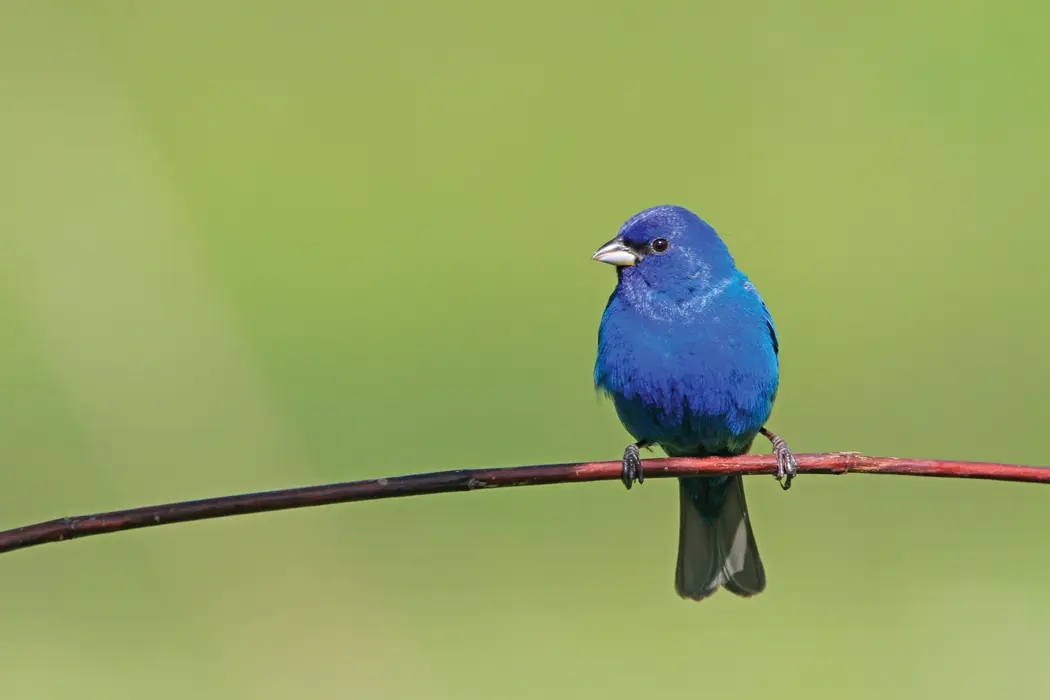 Blue bird green background Acadia Birding Festival