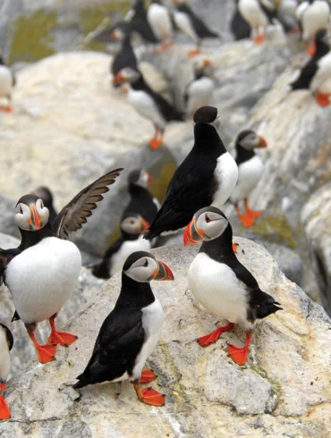 Group of puffins on a rock