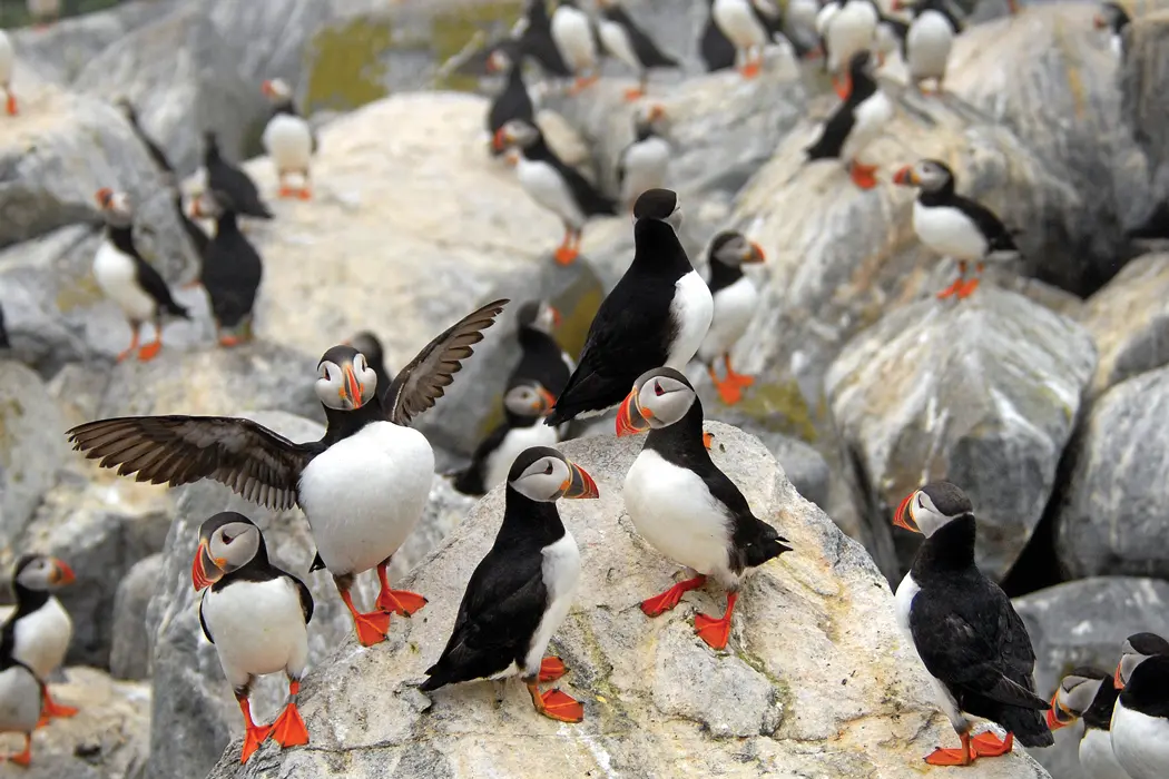 Group of puffins on a rock