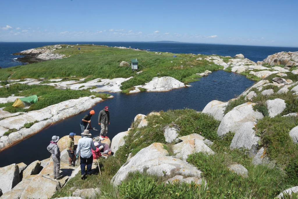 project puffin crew on puffin habitat
