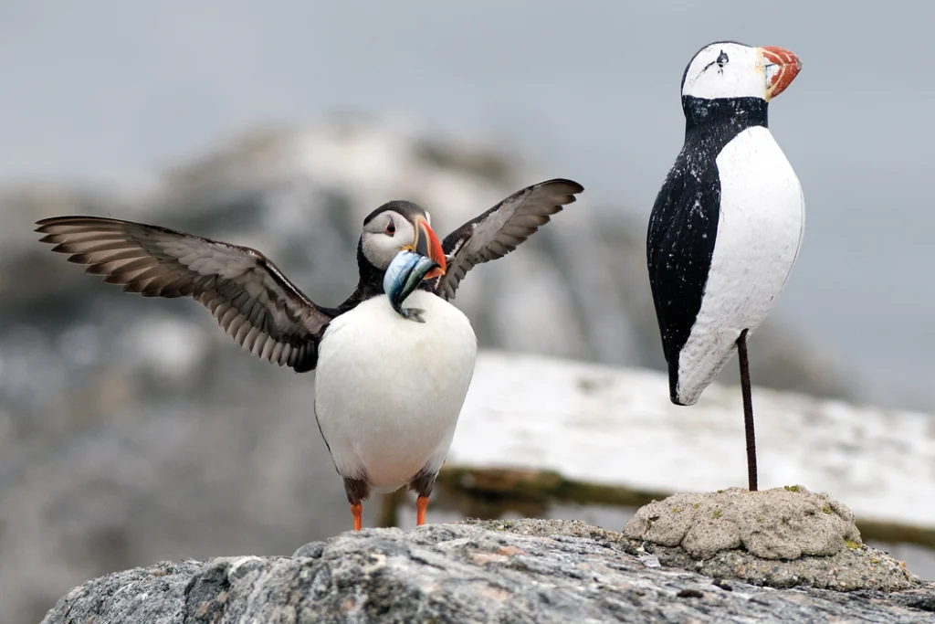 Puffin with decoy puffin
