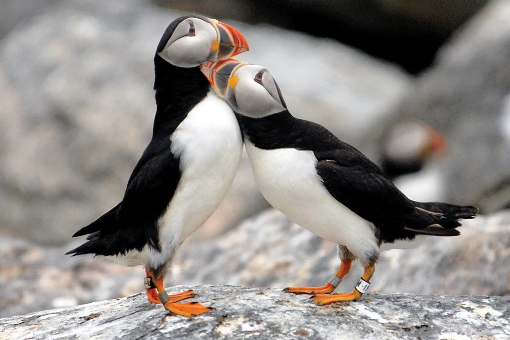 two puffins cuddling