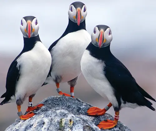 three puffins looking at camera