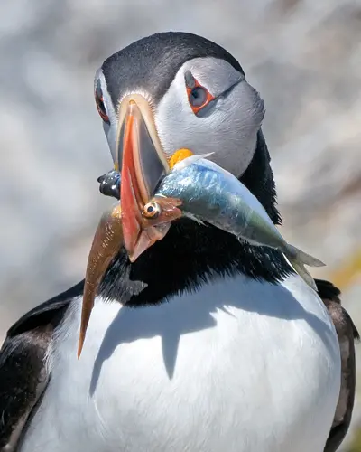 close up of puffin carrying fish