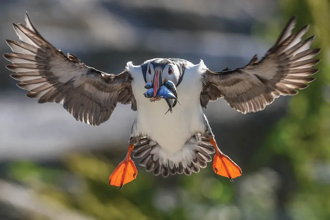 flying puffin with fish