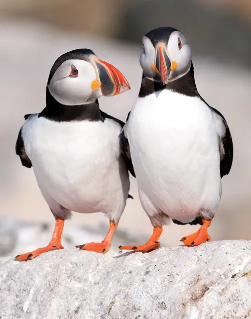 two puffins