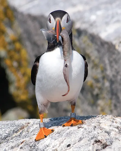 puffin carrying squid