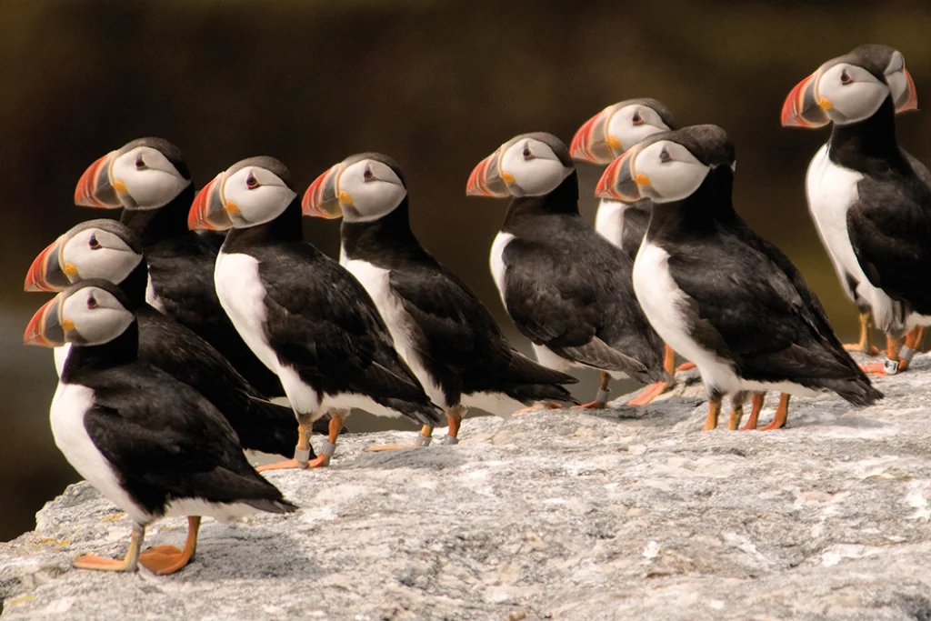 Puffins
