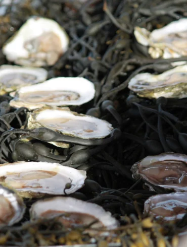 Oyster Tasting at North Haven Oyster Co.