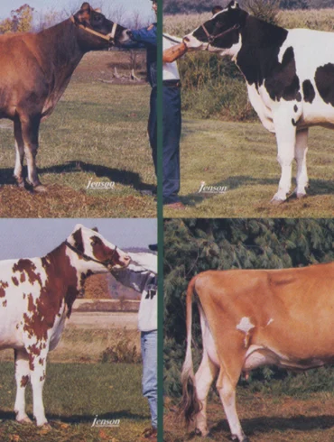 cows