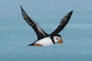 puffin Machias Seal Island