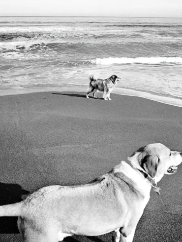 Dog Days