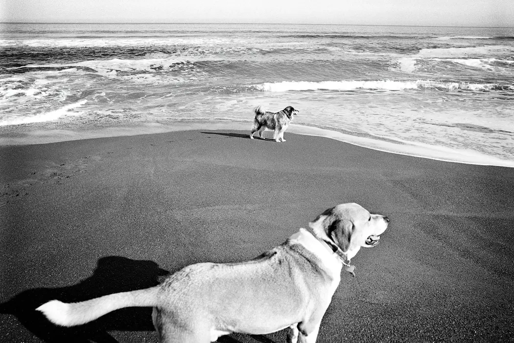 Dog Days