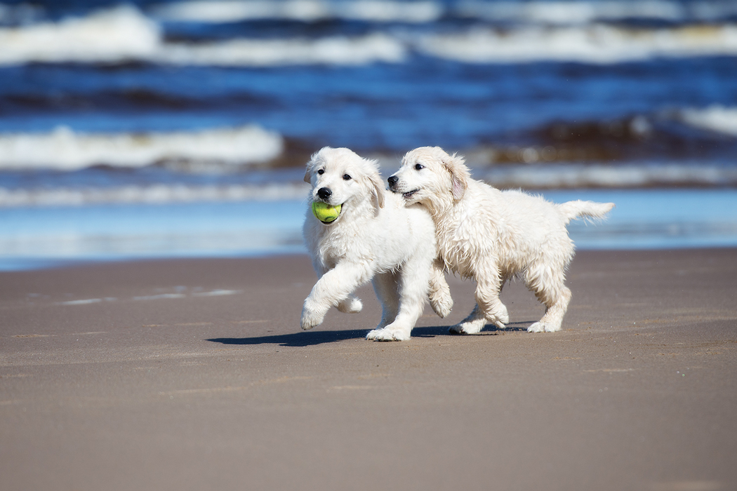 Puppies on a beach