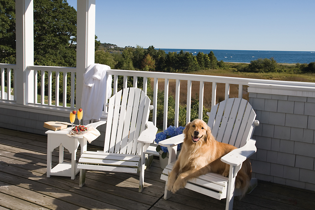 Dog in patio chair - Dog Friendly Inns