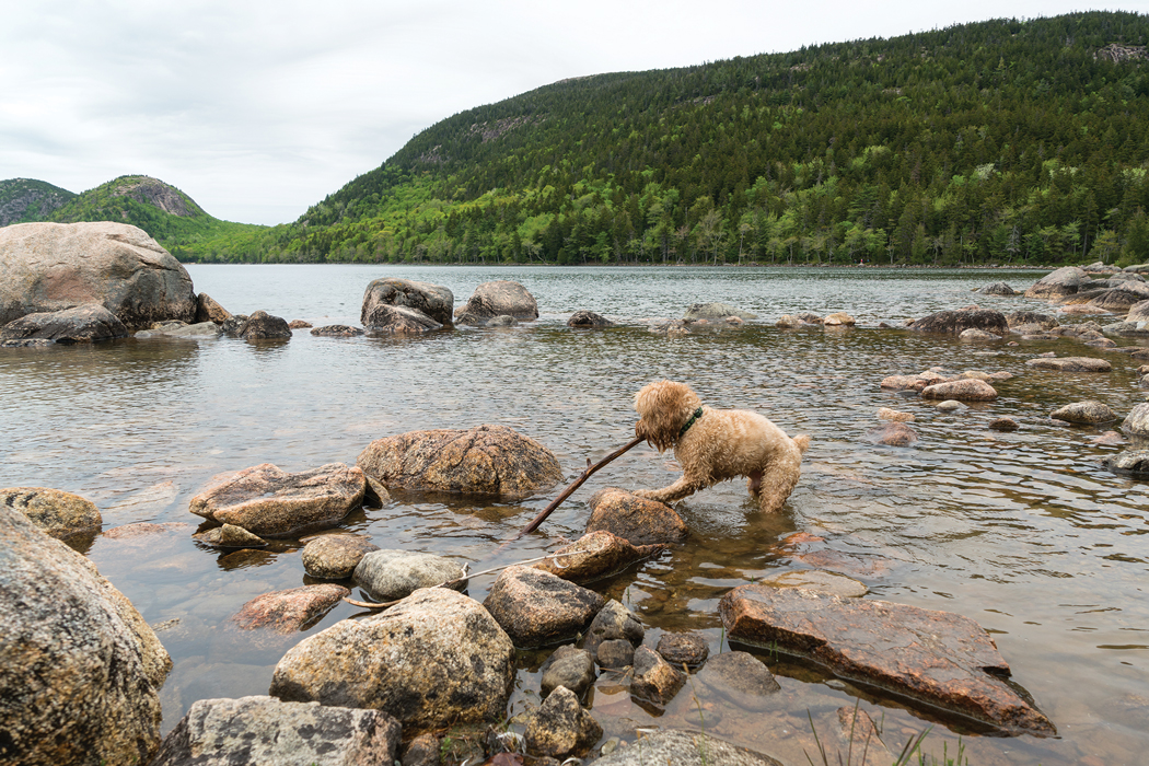 Dog playing in lake