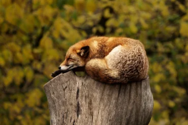 fox alseep on tree stump