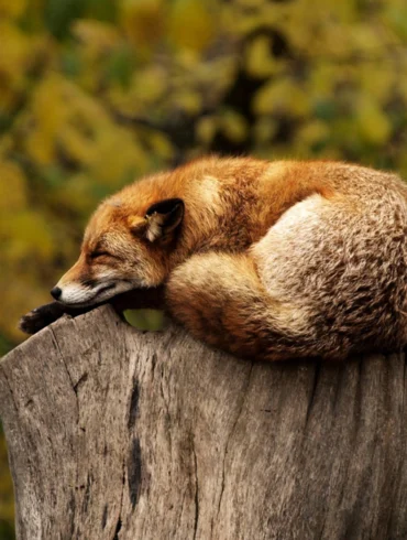 fox alseep on tree stump