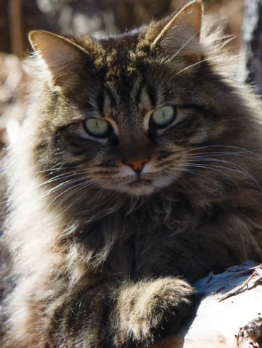 Maine Coon Cat
