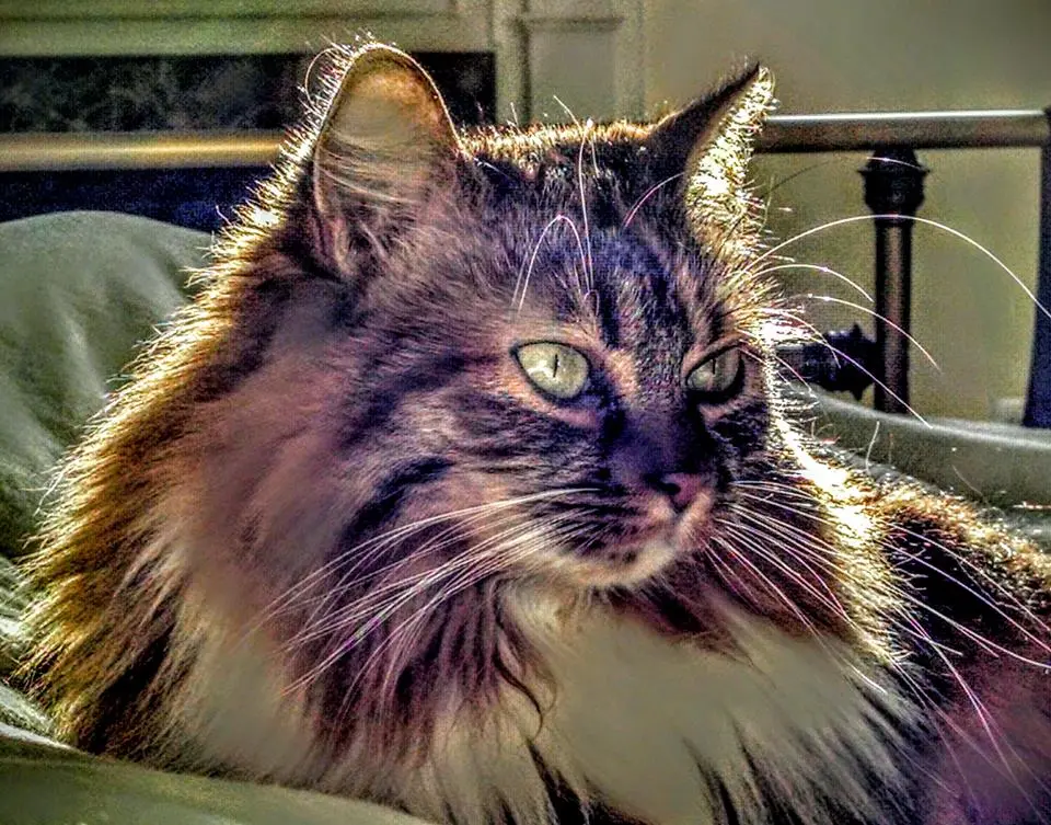 Maine Coon Cat