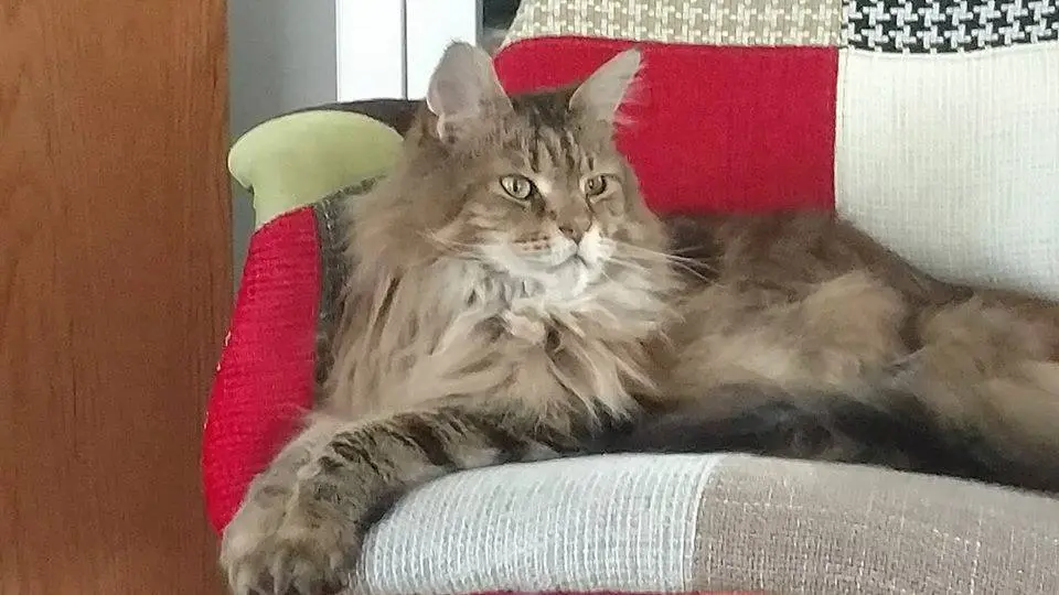 Maine Coon Cat