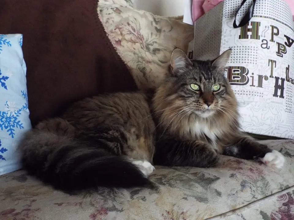 Maine Coon Cat