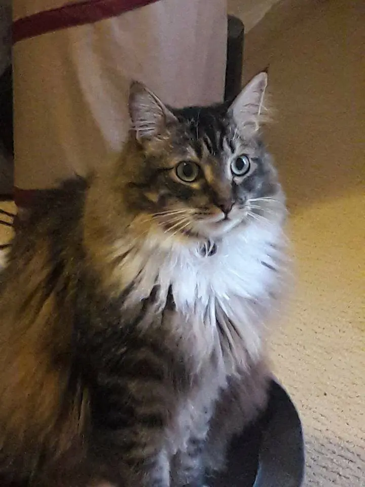 Maine Coon Cat