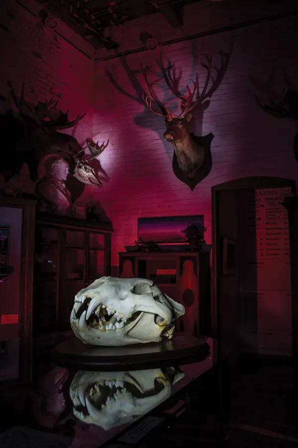 large animal skull