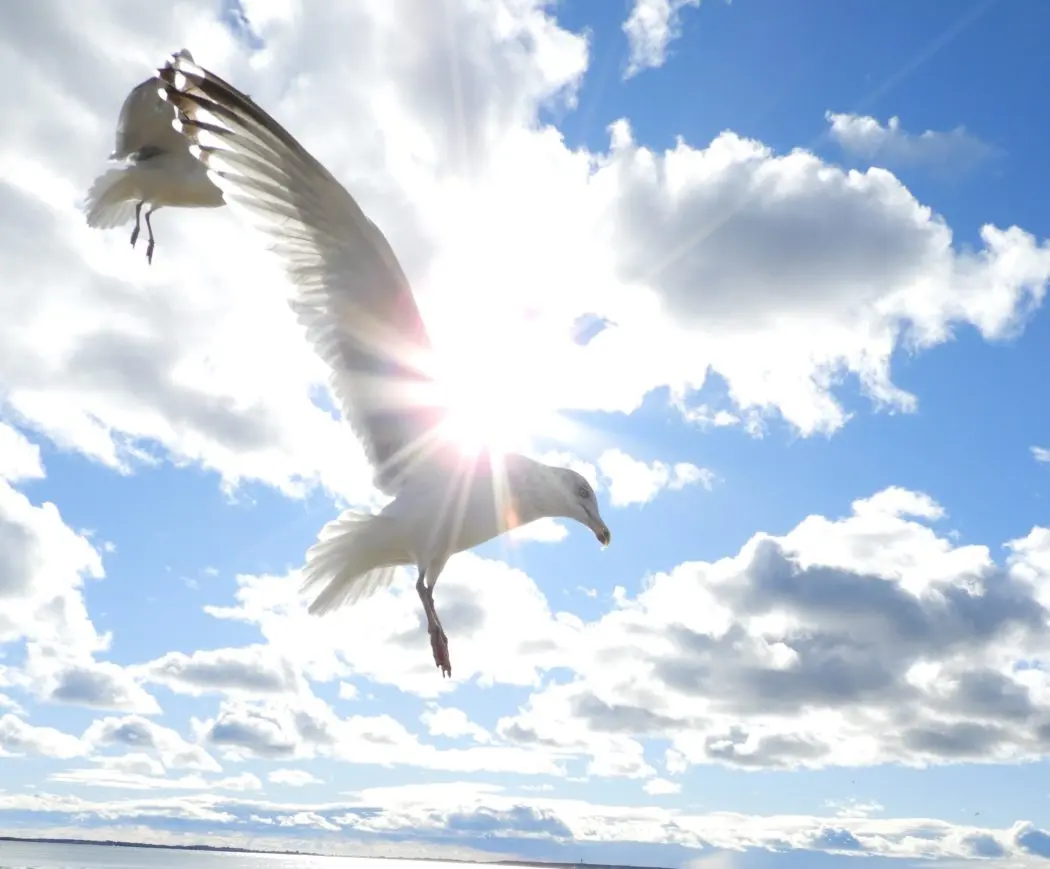 Feeding the Seagulls