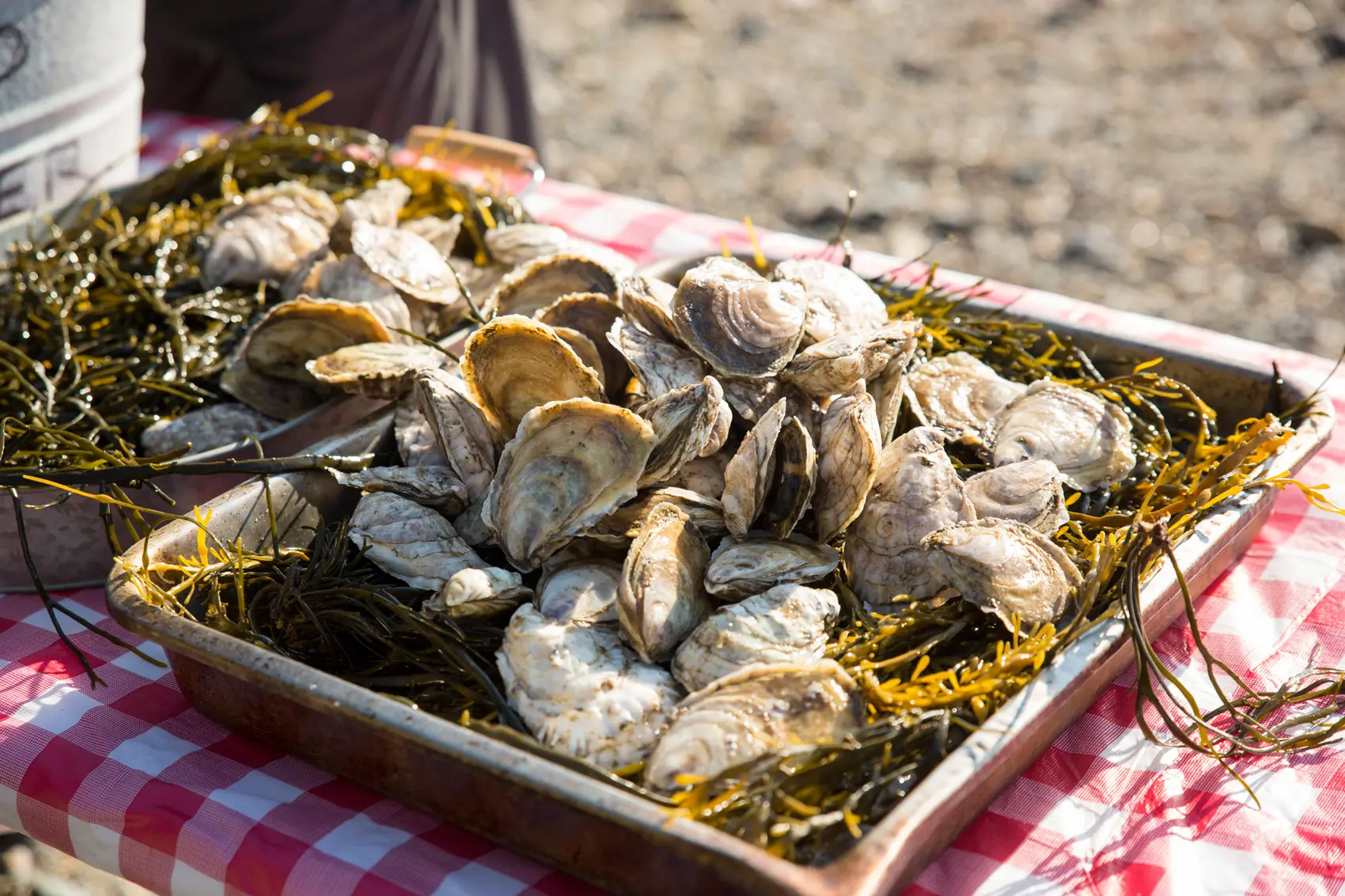Maine oysters