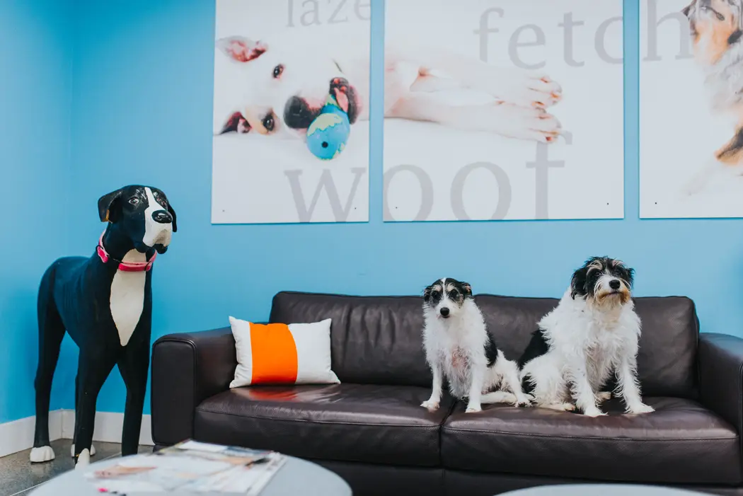 Working Like Dogs