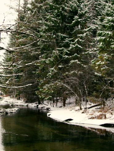 snowy forest and waterway