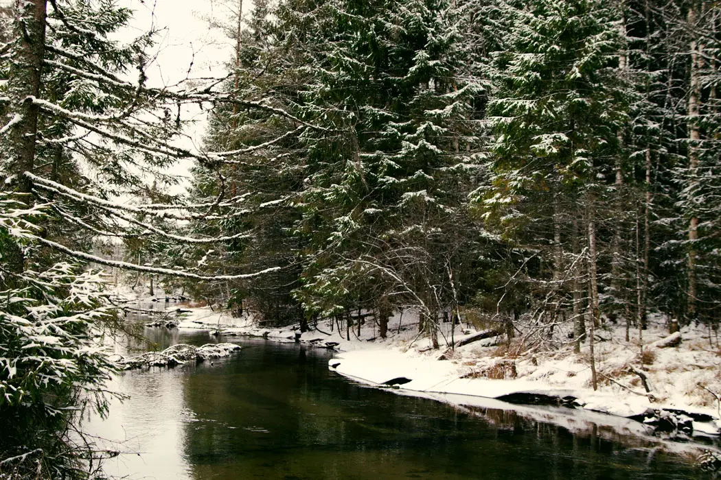 snowy forest and waterway