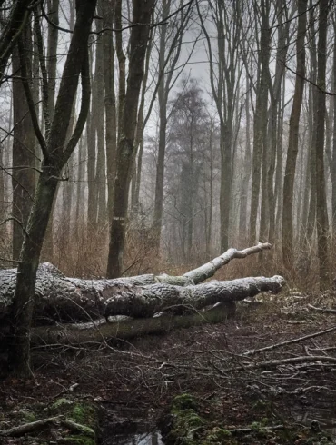 fallen tree