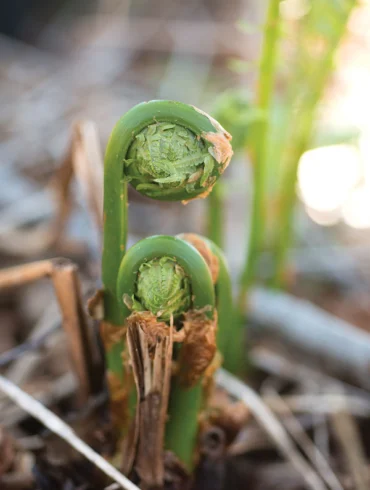 Fiddleheads