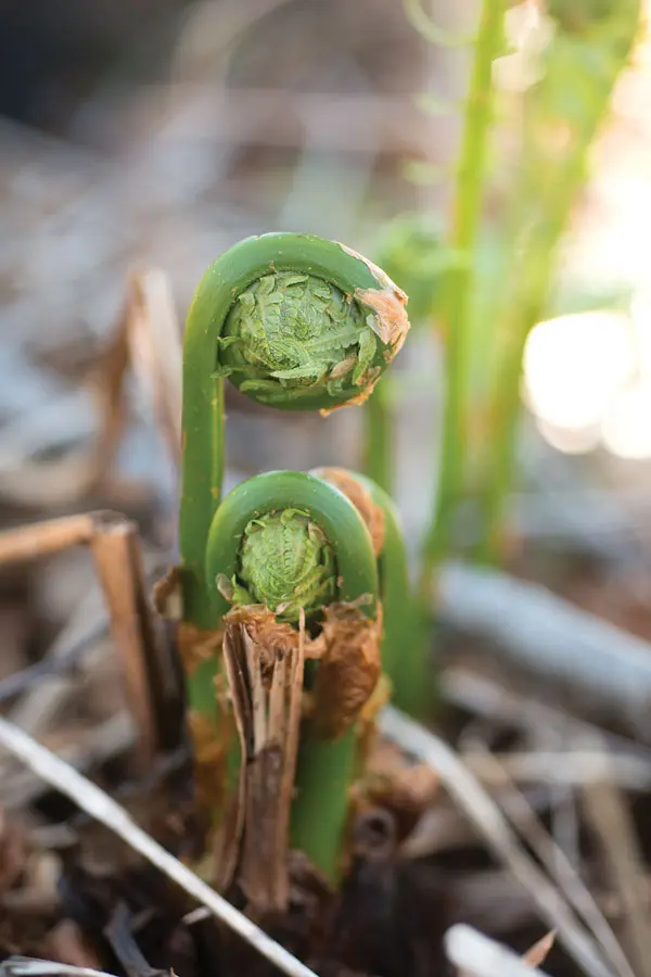 Fiddleheads