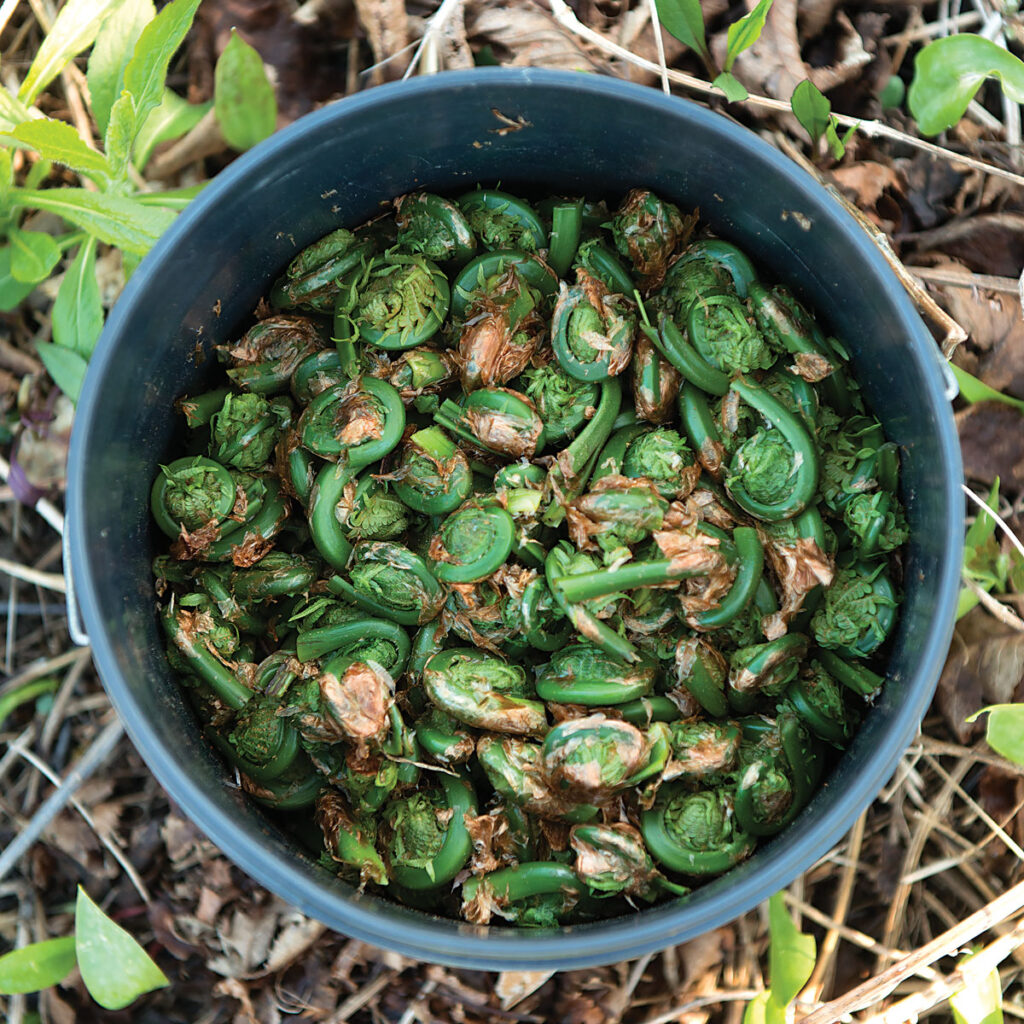 Maine fiddleheads