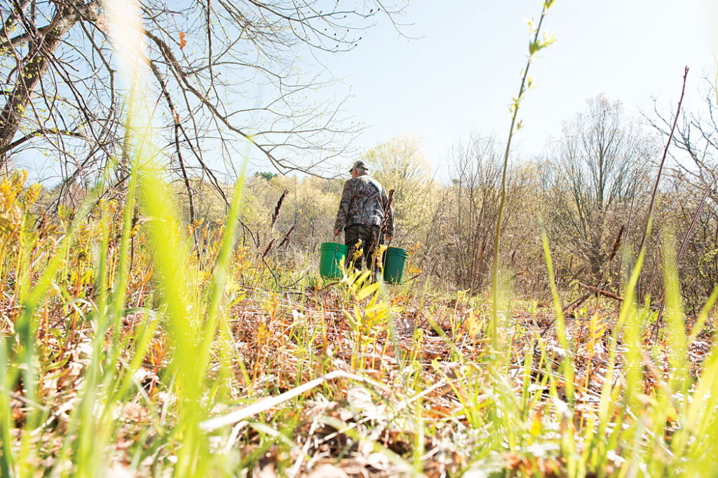 Colis Blood picking Maine fiddleheads