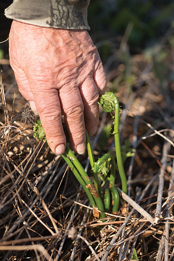 Maine fiddleheads, Learn the Fern