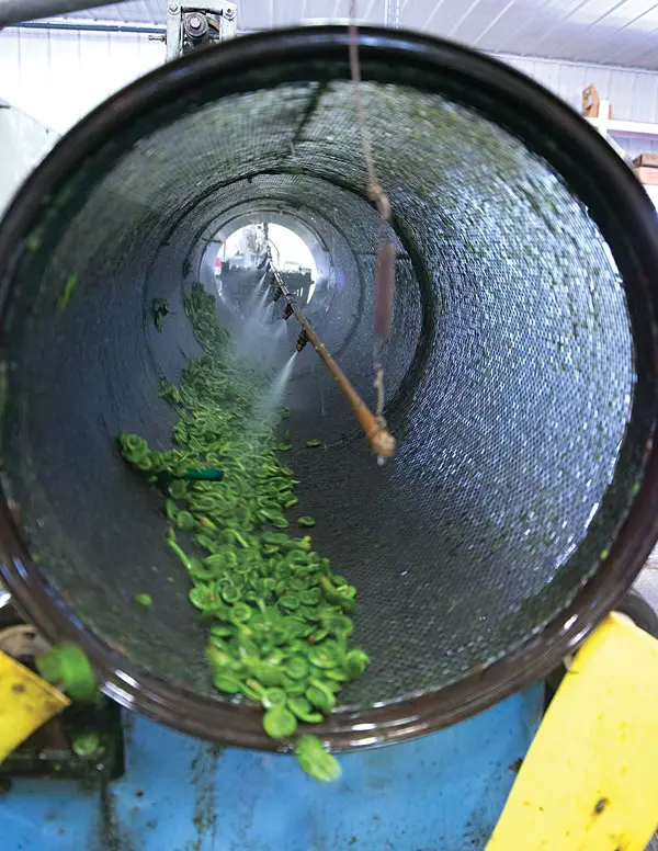 Processing Maine fiddleheads
