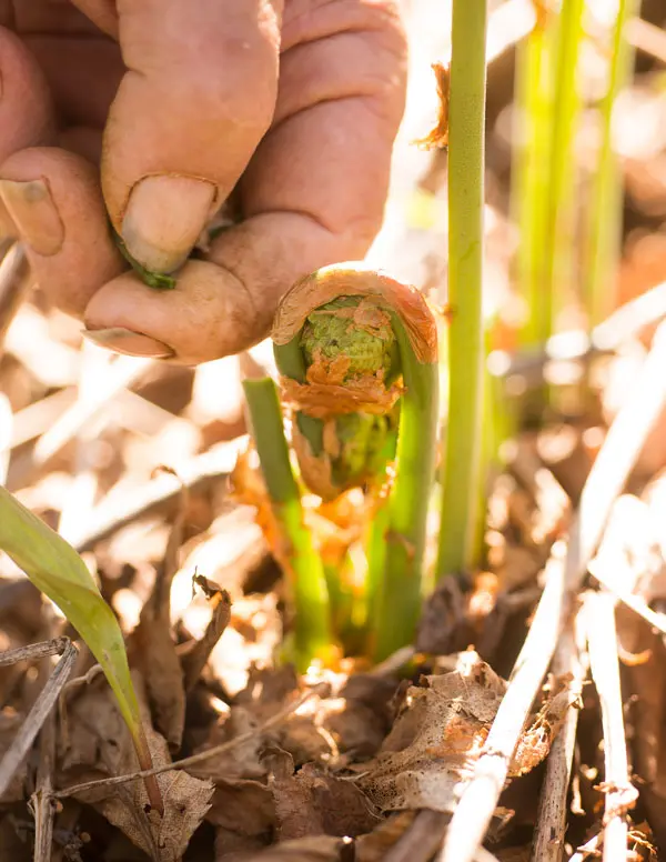 Maine Fiddleheads, foraging around