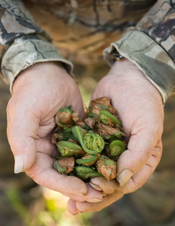 Fiddleheads