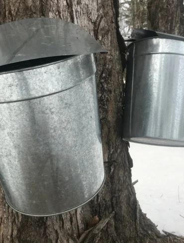 Maine maple syrup, sap buckets