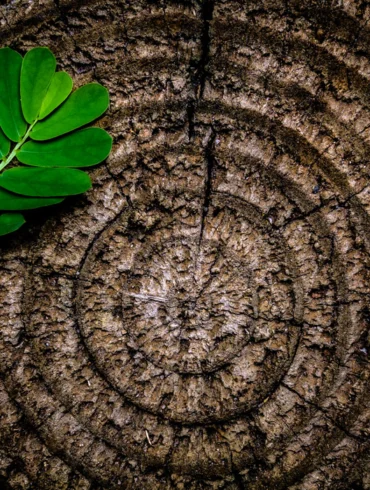 growth rings