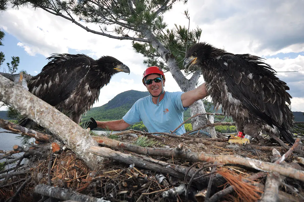 biologist assisting with bald eagle restoration Maine pictured with two juvenile birds