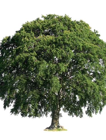 beech tree